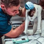 Life-Saving Interventions: The Vital Benefits of Professional Pet Surgery