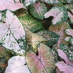 Tapestry Caladium Care Tips for Container Gardens